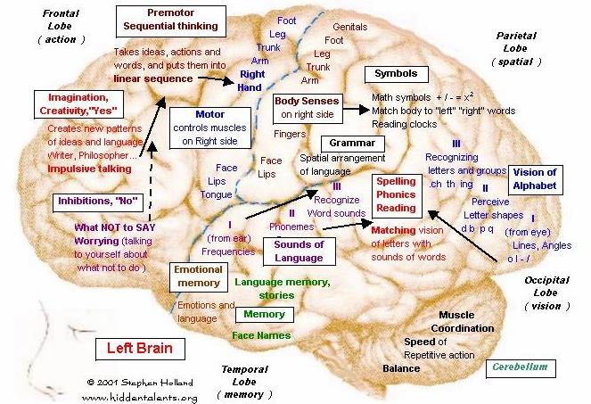 Map Of The Brain Understand Brain Maps | Change A Habit | Change Your Life -  Breakingthecycles.com